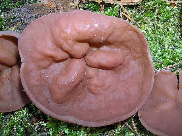 2005 :  Un anno di funghi